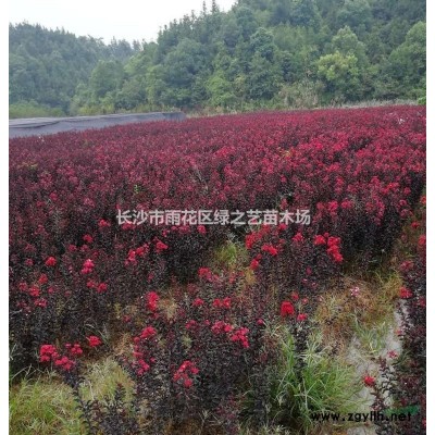 湖南山茶花 价格  高度160cm地径4—5公分 自产自销