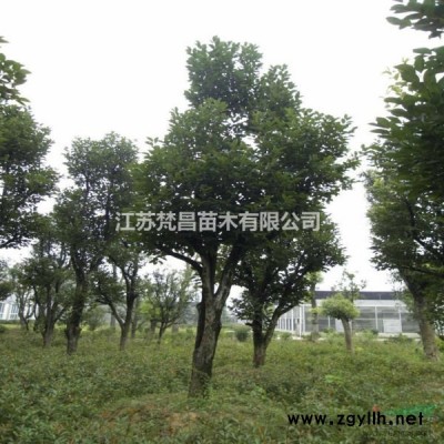 春鹃 杜鹃 夏鹃 毛鹃图片/春鹃 杜鹃 夏鹃 毛鹃报价 紫鹃
