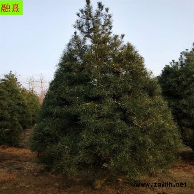 3米白皮松 园林绿化 四季常青白皮松 量大优惠 2米白皮松价格