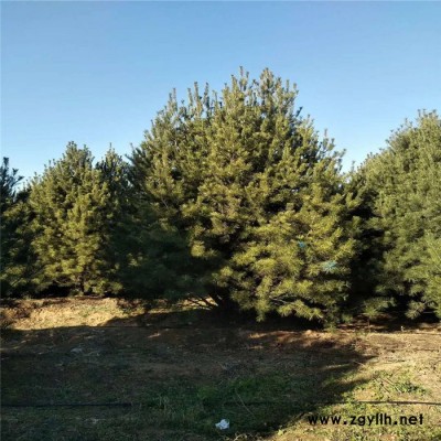 **白皮松 3米白皮松基地大冠幅 4米白皮松 价格优惠