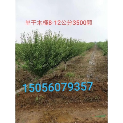 *低价供应：红叶石楠 红叶石楠大型基诚信供应商
