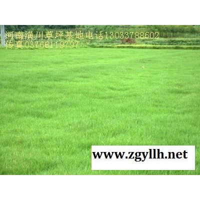 红叶石楠报价：胸径6-15红叶石楠树，红叶石楠球，红叶石楠柱