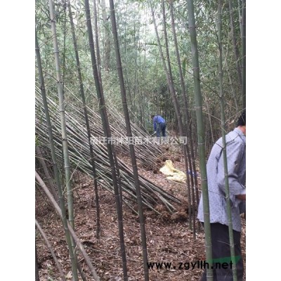 金森女贞球价格_金森女贞球产地_金森女贞球绿化苗木苗圃基地
