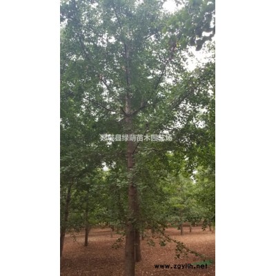 出售金森女贞树60-250公分小叶黄杨球，红叶石楠球图3