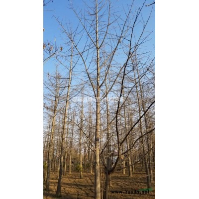 出售金森女贞树60-250公分小叶黄杨球，红叶石楠球图1