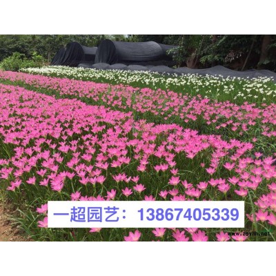 大叶黄杨绿篱苗 大叶黄杨篱笆苗