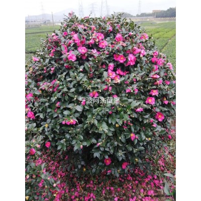 大叶黄杨球*新价格/大叶黄杨球报价