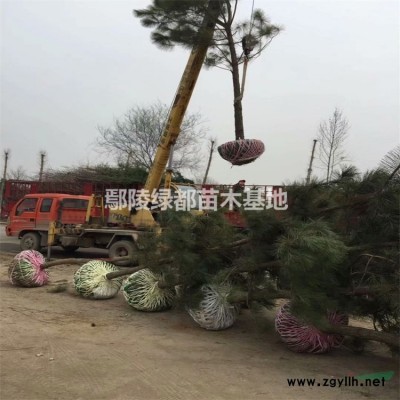 出售草坪、大叶黄杨苗、红叶石楠球、黄杨球、海桐球