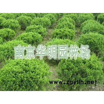 大叶黄杨