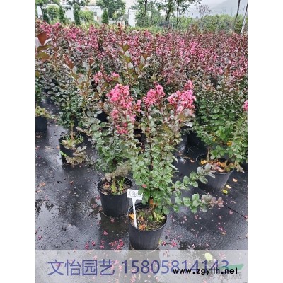 小丑火棘-色块/小毛球图3