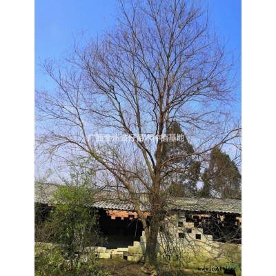 大小规格茶花 广西茶花价格 基地