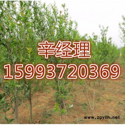 商丘长期销售白皮松报价159-9372-0369【艺林苗木】