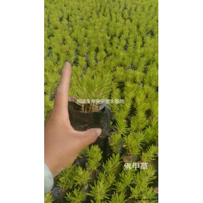 福建漳州茶花介绍/特征/用途