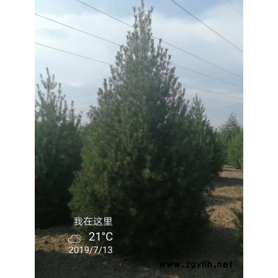 陕西西安千亩白皮松基地批发价格低