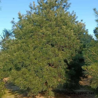 基地直销 外形优美3米白皮松 用于园林绿化