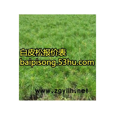 白皮松价格