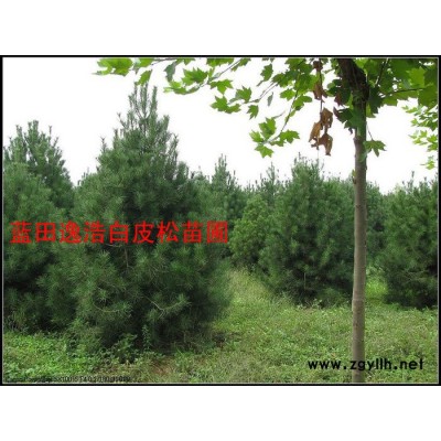 供应白皮松