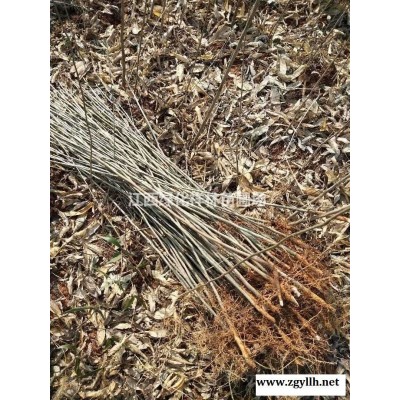 江西供应红叶石楠杯苗规格*