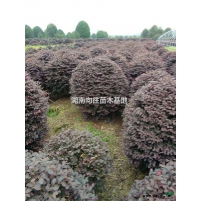 金叶女贞小苗报价，金叶女贞杯苗*新价格，金叶女贞产地直销