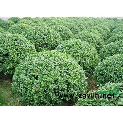 金叶女贞毛球 H60 P30