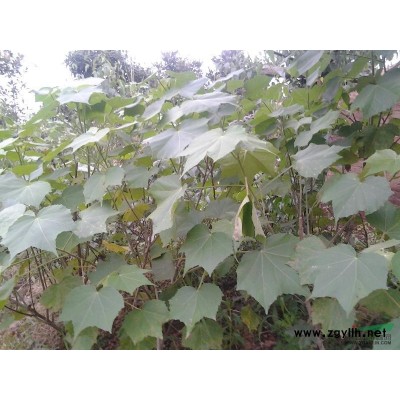 湖南长沙大叶黄杨小苗批发冠幅60-150cm大叶黄杨球价格