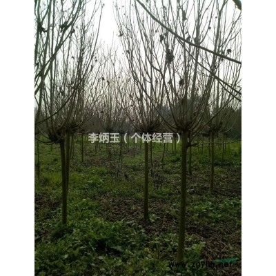 大量出售大叶黄杨 万年青 球 各种规格都有