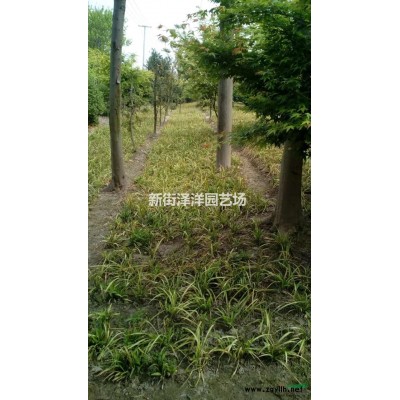 大叶黄杨球出售