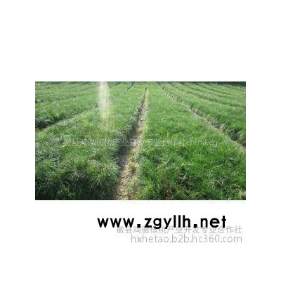 苗木 供应油松 华山松 白皮松树苗 甘肃徽县产地苗木之乡