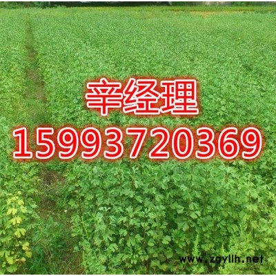新乡**白皮松/价格159-9372-0369【艺林苗木供应】