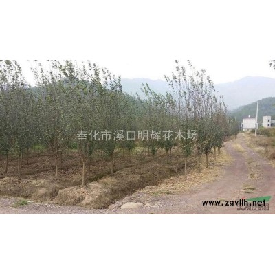 浙江地区供应茶花各规格