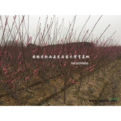 安徽茶花 红梅 红叶碧桃 木槿 紫薇 樱花优质供应商