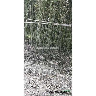 【冠1-1.5米茶花笼子低价出售 茶花笼子哪里有基地】