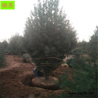 融熹园艺供应5米白皮松树大冠幅 白皮松基地