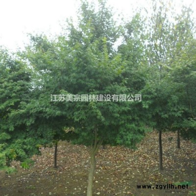 出售30-200公分冠幅金叶女贞球
