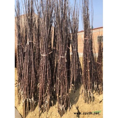 哪里有金叶女贞球，山西金叶女贞球价格，山西特供