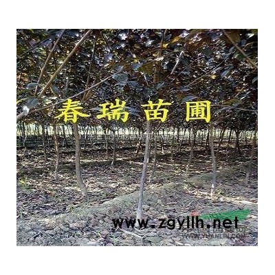 青州金叶女贞|青州上盆金叶女贞|求购青州金叶女贞工程苗