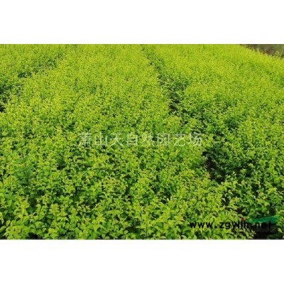 超精品 大叶黄杨球 大球P300-450