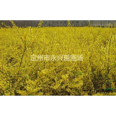 大叶黄杨球80-100-120-150公分价格合理量大优惠