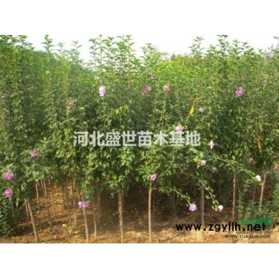 专业的大叶黄杨球供应商