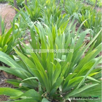 火棘苗·火棘苗图片·火棘苗种植基地