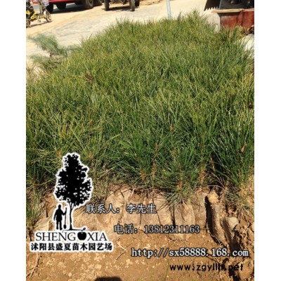 基地直销百万亩 绿化小苗 白皮松 常绿苗木  **小苗