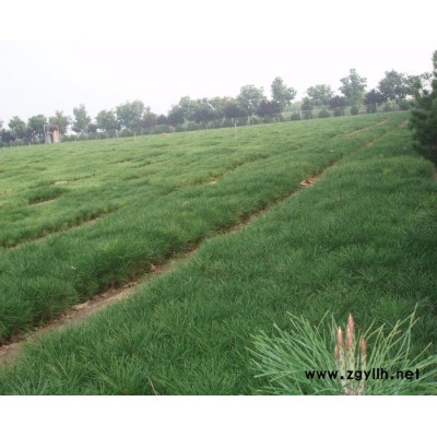 洛阳崇明花木生态园 白皮松幼苗 绿化苗木