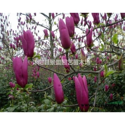 80-100公分火棘球价格