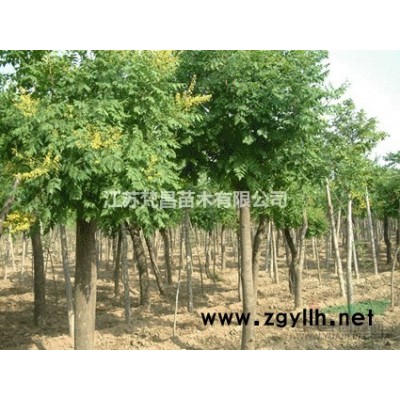 桂花、金桂、丹桂、四季桂、月桂、茶花绿化苗木苗圃基地