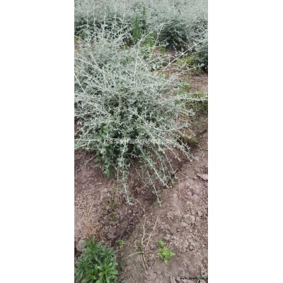 大小规格浙江茶花 杭州茶花价格 萧山茶花农户基地