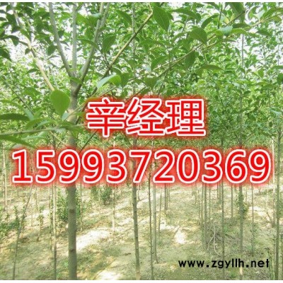 义马长期供应白皮松/价格159-9372-0369【艺林苗木供应】