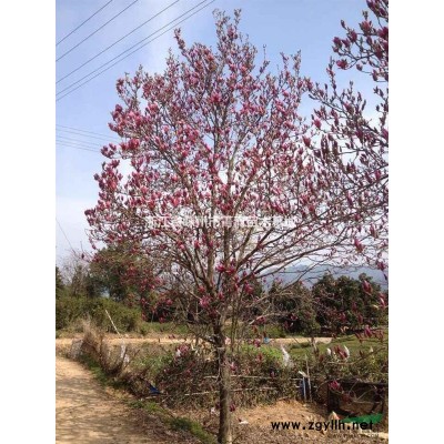 茶花价格/浙江茶花价格