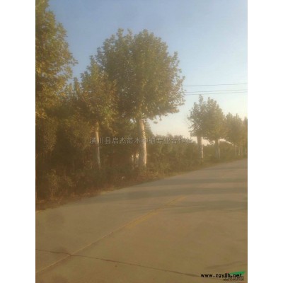河南油茶花 南阳油茶树哪里好/哪家便宜