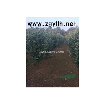 精品茶花D7D8D9D10D11D12D13D14D15公分茶花树茶花苗圃基地江西奉新伟业苗木