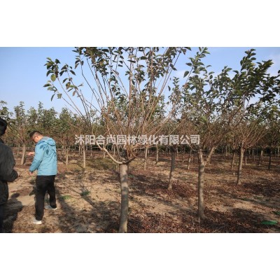 沭阳红叶石楠球基地  销售大小规格红叶石楠球价格表 图片